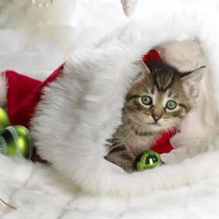Xmas cat wallpaper