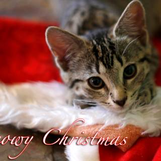 Xmas cat wallpaper