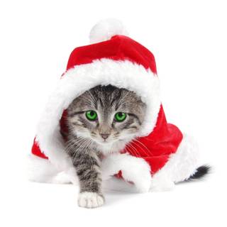 Xmas cat wallpaper