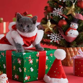 Xmas cat wallpaper