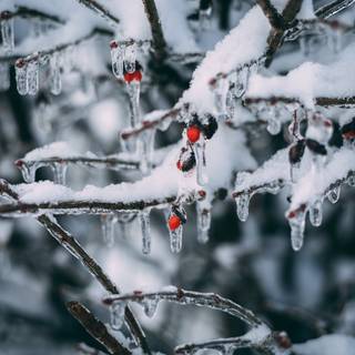 Xmas snow wallpaper