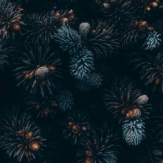 Black Xmas wallpaper