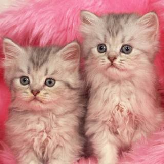 Pink kittens wallpaper