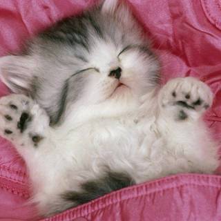 Pink kittens wallpaper