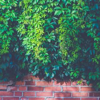 Brick wall 4k wallpaper