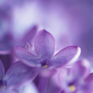 Light purple phone wallpaper