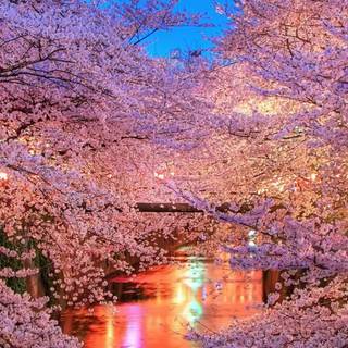 Sakura tree phone wallpaper