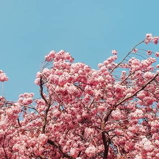 Sakura tree phone wallpaper