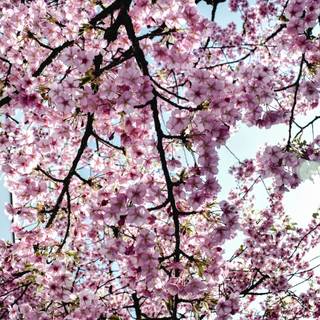 Sakura tree phone wallpaper