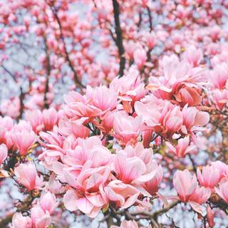 Sakura tree phone wallpaper