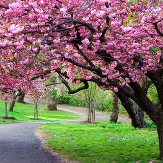 Sakura tree wallpaper