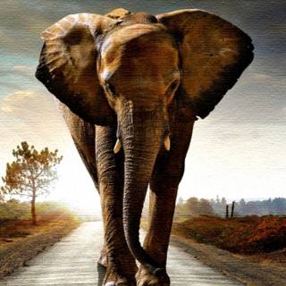 Elephant phone wallpaper