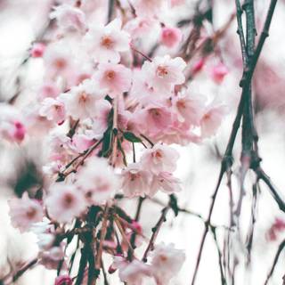 Sakura tree phone wallpaper