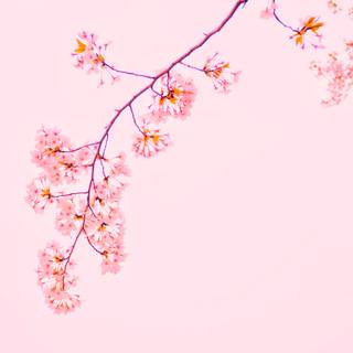 Sakura tree phone wallpaper