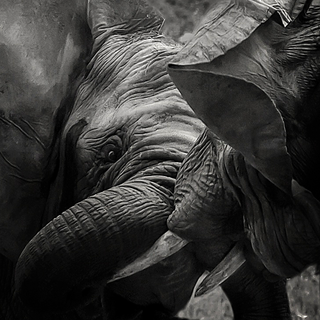 Elephant phone wallpaper