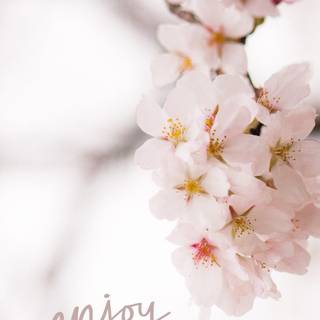 Sakura tree phone wallpaper
