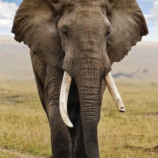 Elephant phone wallpaper