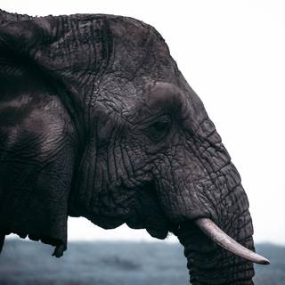 Elephant phone wallpaper