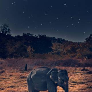 Elephant phone wallpaper