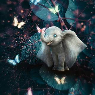 Elephant phone wallpaper