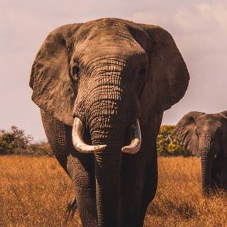 Elephant phone wallpaper