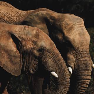 Elephant phone wallpaper