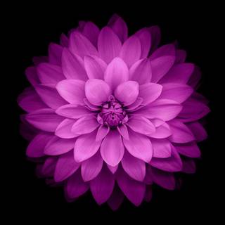 Elegant iPhone wallpaper