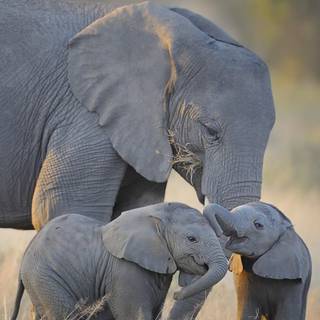 Elephant phone wallpaper