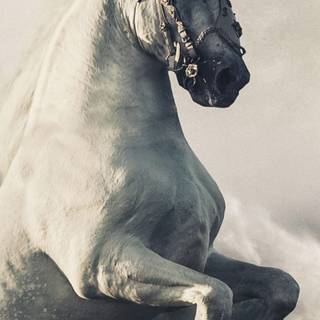 Horses phone wallpaper
