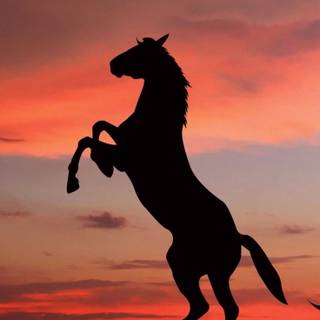 Horses phone wallpaper