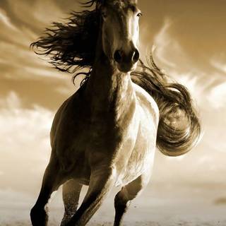 Horses phone wallpaper