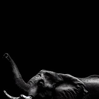 Elephant phone wallpaper