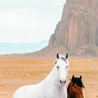 Horses phone wallpaper