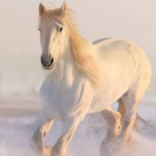 Horses phone wallpaper