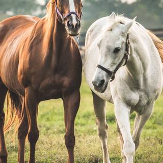 Horses phone wallpaper