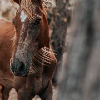 Horses phone wallpaper