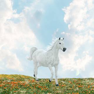 Horses phone wallpaper