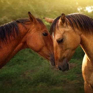 Spring horse wallpaper