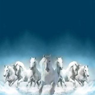 Horses phone wallpaper