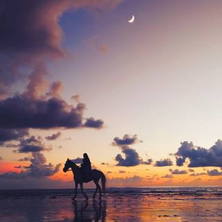 Horses phone wallpaper