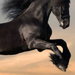 Horses phone wallpaper