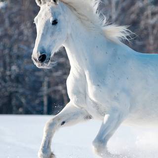 Horses phone wallpaper