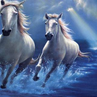 Horses phone wallpaper