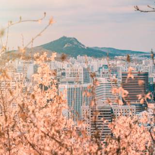 Spring Korea 4k wallpaper