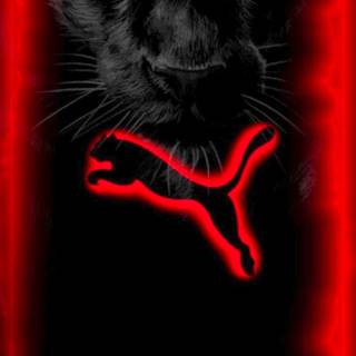 Puma phone wallpaper