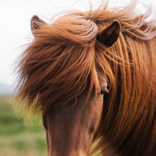 Horses phone wallpaper