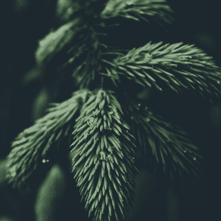 Green Xmas wallpaper