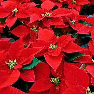 Christmas plants wallpaper