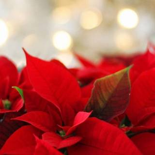 Christmas plants wallpaper