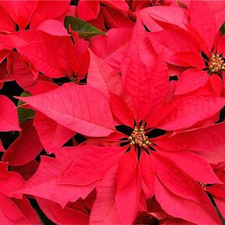 Christmas plants wallpaper